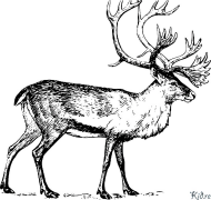 caribou Coloring Pages To Print